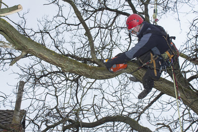 Man in tree removing branches.