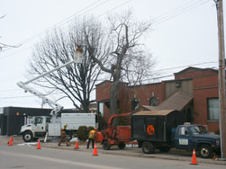 Tree Equipment in North Bay