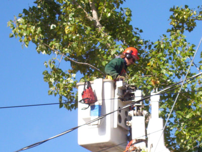 Arial photo of tree trimming in North Bay