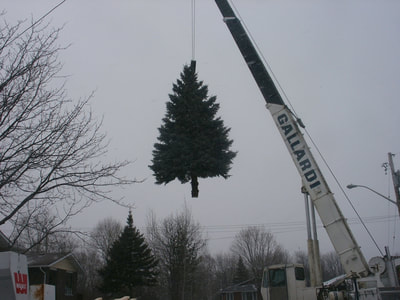 Removing a potential christmas tree from the forest.