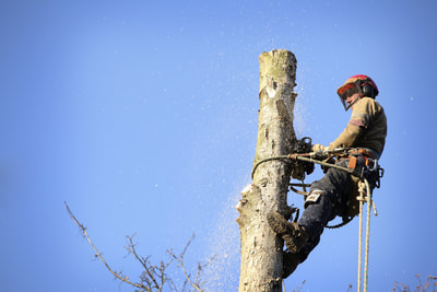 Man hanging from tree while cutting it down.