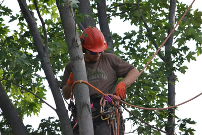 corde élagage épissures coussues élagueur / harness arborist tree surgeon