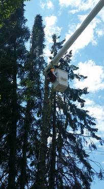 Man on top of tree in North Bay Ontario - Tree Care from Eagle Tree and Landscaping Service